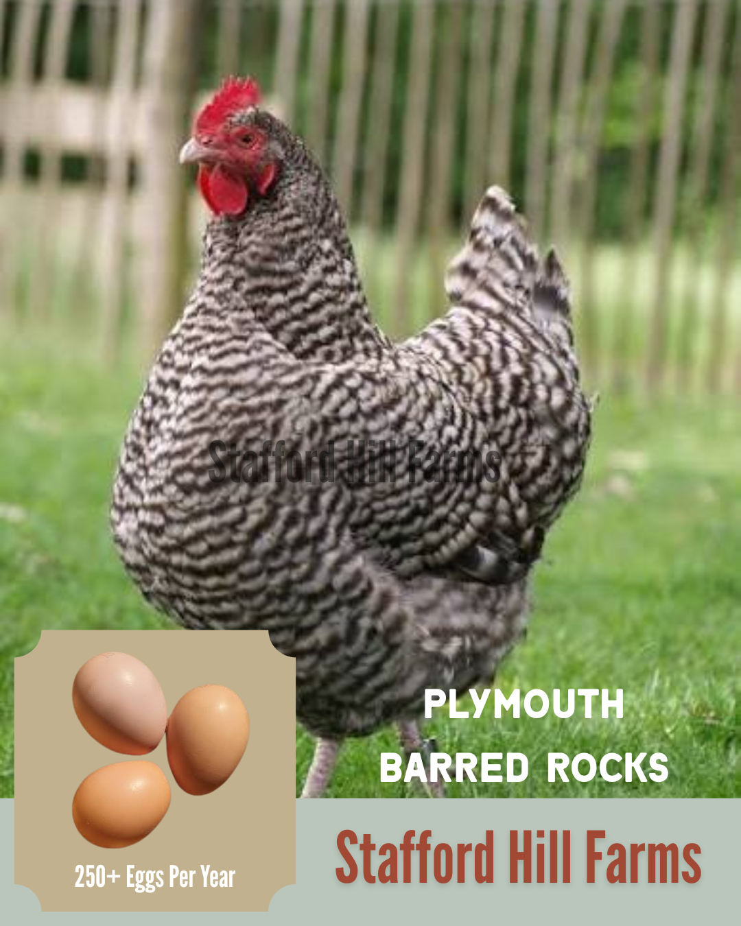 Barred Rock Ready to Lay Pullets