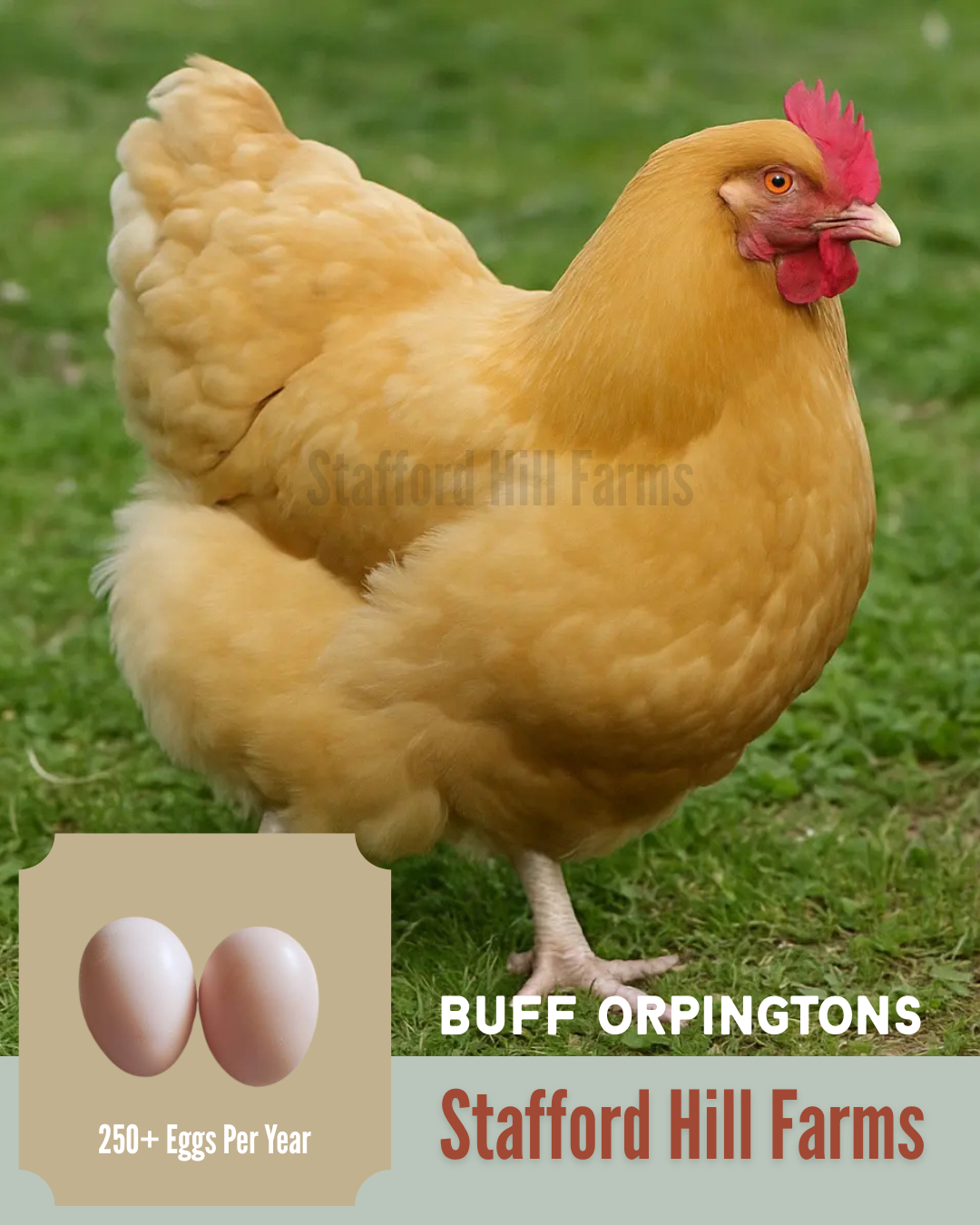 Buff Orpington Pullets