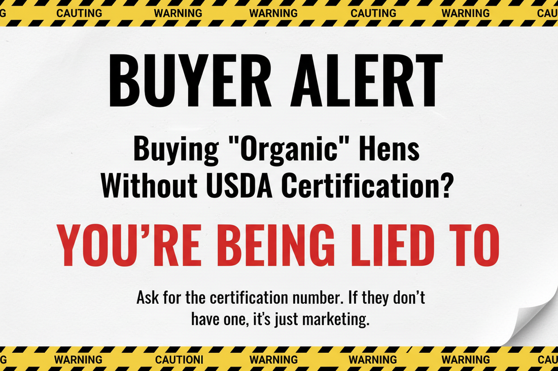 Why Serious Organic Egg Farmers Buy Conventional Pullets (And What to Do on Day One)