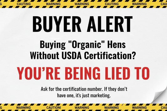 Why Serious Organic Egg Farmers Buy Conventional Pullets (And What to Do on Day One)