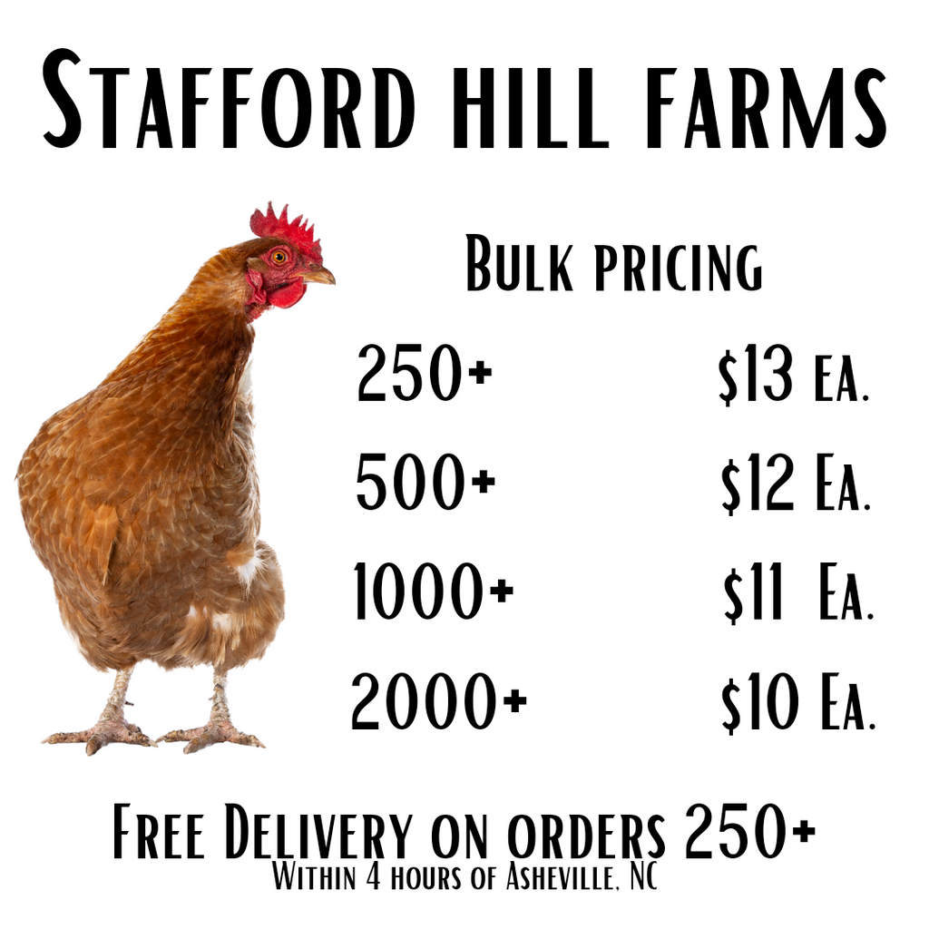 Golden Comet Ready to lay Pullets! – Stafford Hill Farms