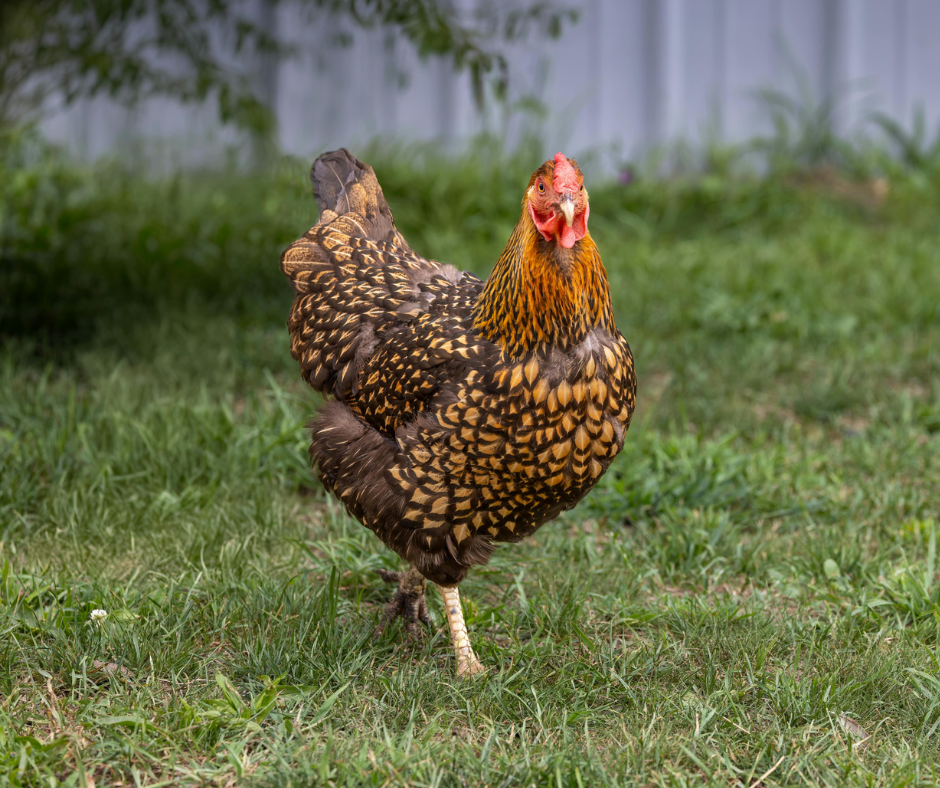 Gold Laced Wyandotte