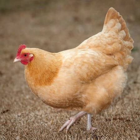 Buff Orpington Pullets