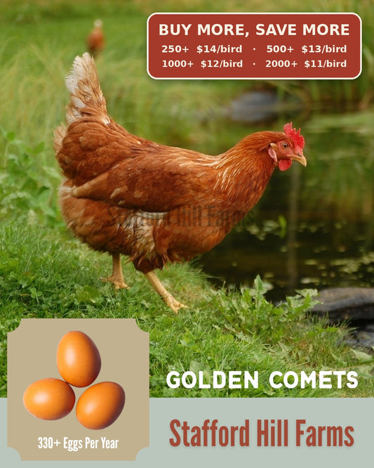 Golden Comet Ready to lay Pullets!