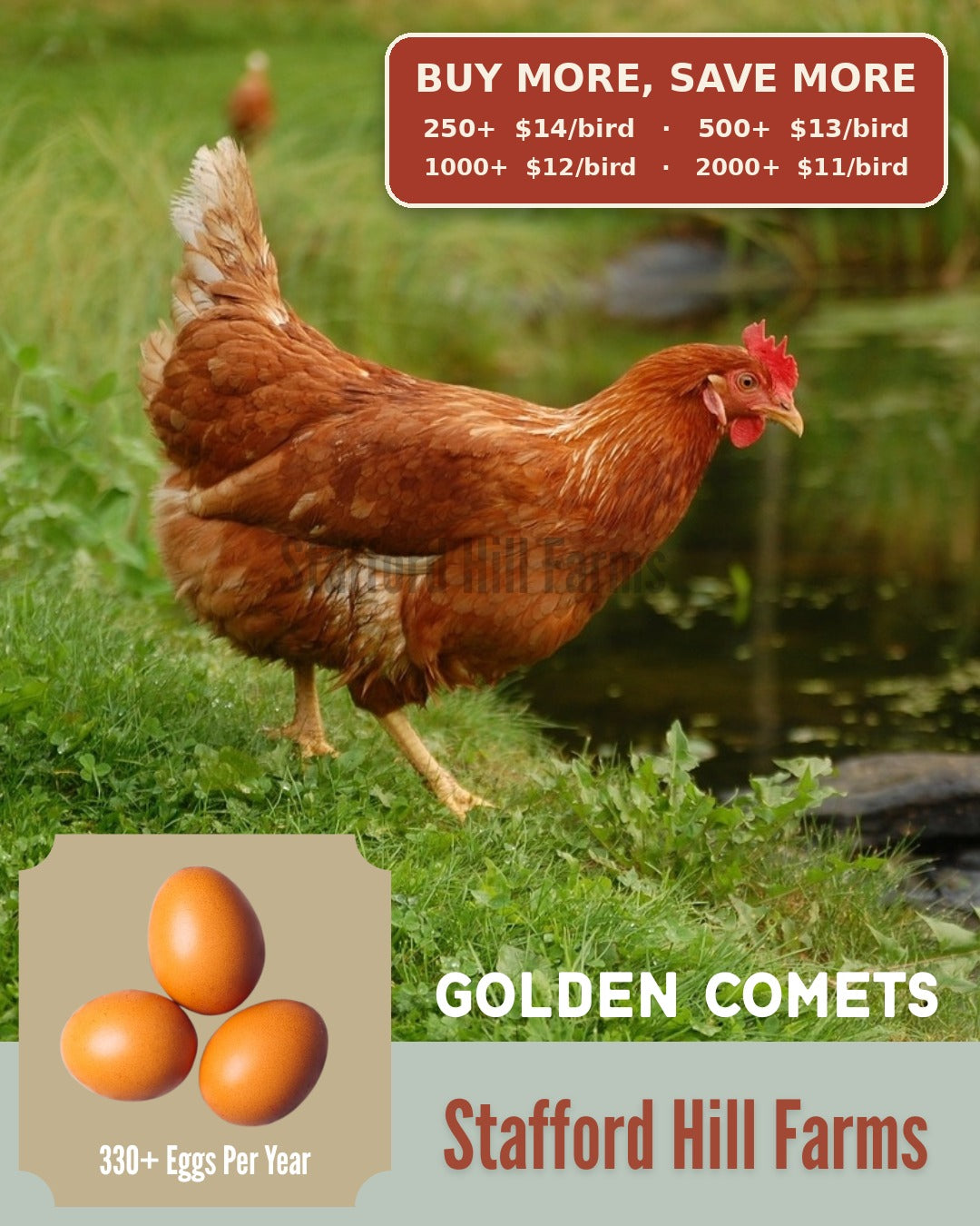 A promotional graphic for Golden Comets chickens by Stafford Hill Farms, showing a brown hen standing on grass near water, with text offering pricing for 250+, 500+, 1000+, and 2000+ birds and a small inset of three eggs.