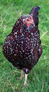 Speckled Sussex Pullets