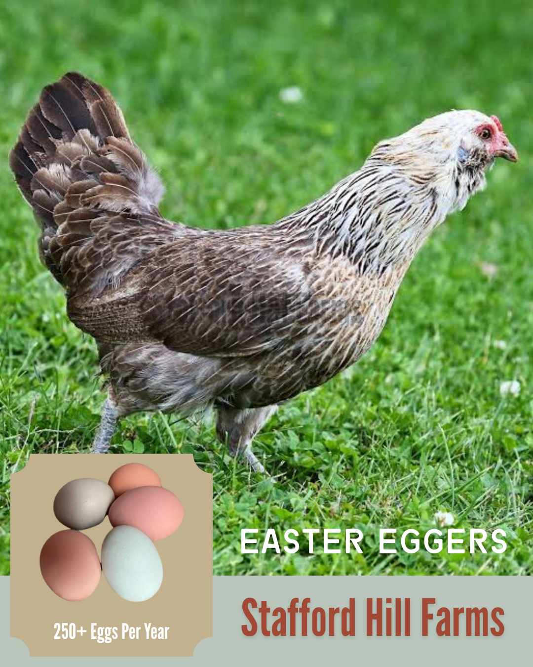 Easter Eggers