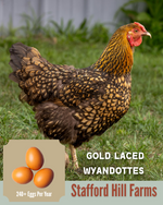 Gold Laced Wyandotte