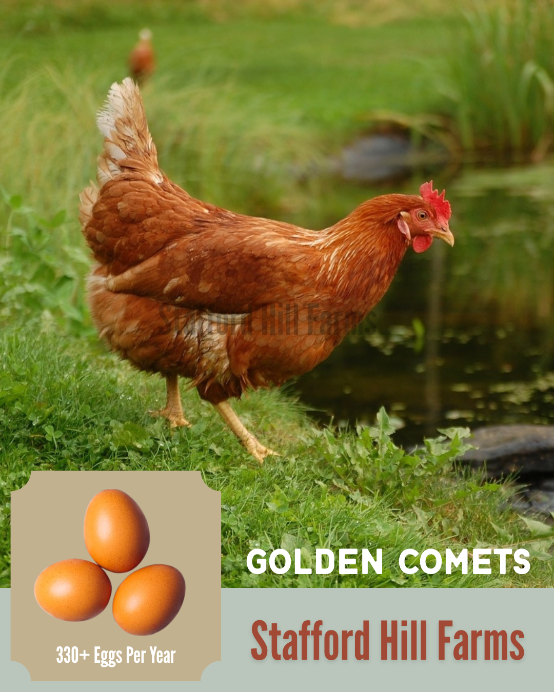 Golden Comet Ready to lay Pullets!