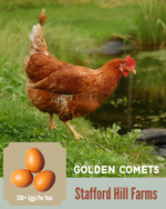 Golden Comet Ready to lay Pullets!