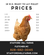 Golden Comet Ready to lay Pullets!