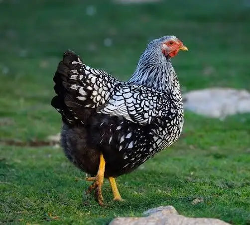 Silver Laced Wyandottes