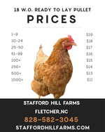 Golden Comet Ready to lay Pullets!