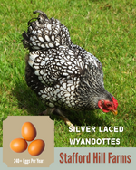 Silver Laced Wyandottes