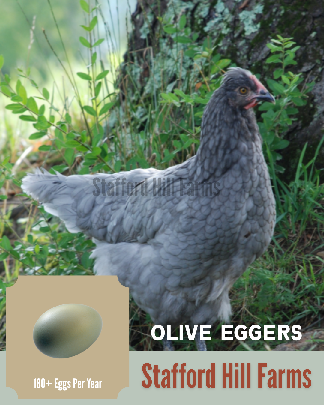 Olive Egger Pullets