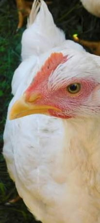 White Leghorn Ready-to-Lay Pullets