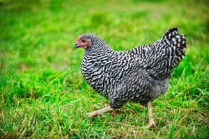 Barred Rock Ready to Lay Pullets